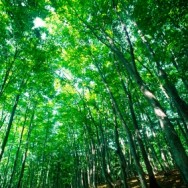 treephoto